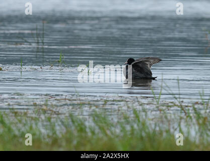 Porträt der Eurasischen blässhuhn Fulica atra, auch als die gemeinsame Blässhuhn mit schwimmen im Wasser des blauen Teich oder See bekannt. Stockfoto