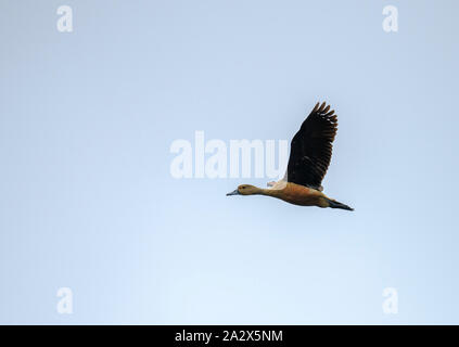 Lesser Whistling Duck, ein Vogel, fliegen über Reisfeld in Kerala, Indien. Schöne Aktion Schuß von Wildtieren mit natürlichen Lebensraum. Stockfoto