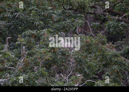 Great Blue Heron Nester, Juni 2014 Stockfoto