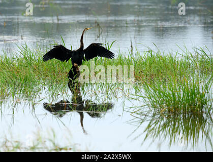 Eine orientalische Darter oder Indische darter thront auf einem Baumstamm Stockfoto