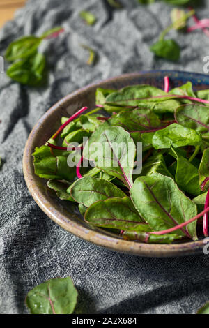 Raw Green Organic Baby Zuckerrüben Grünen bereit zu Essen Stockfoto