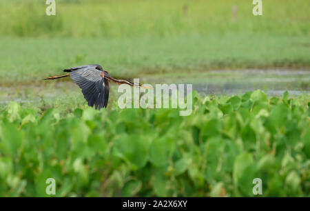 Eine orientalische Darter oder Indische darter thront auf einem Baumstamm Stockfoto