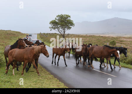 Die Osterinsel, Chile. 22 Sep, 2019. Pferde sind auf einer Straße in der Nähe von Rano Raraku Vulkan gesehen. Die Bevölkerung der wilde Pferde auf der Osterinsel, auch Rapa Nui, einem chilenischen Insel im südöstlichen Pazifik bekannt ist, liegt rund 6.000 Exemplare. Es sogar Geowissenschaft Ureinwohner. Sie bewegen sich rund um die Insel. Quelle: John milner/SOPA Images/ZUMA Draht/Alamy leben Nachrichten Stockfoto