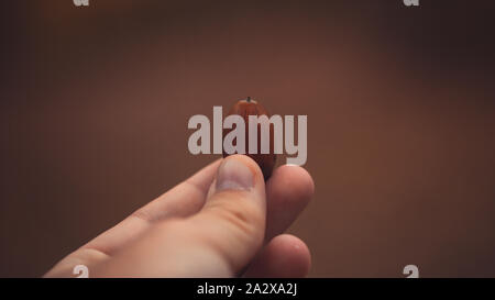 Acorn. In der Hand des jungen Mannes mit Unschärfe Herbst Blätter auf dem Hintergrund. Stockfoto
