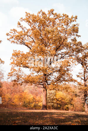 Einsame Eiche Baum, auf einer Wiese im Herbst sonnige Eichenwälder. Stockfoto