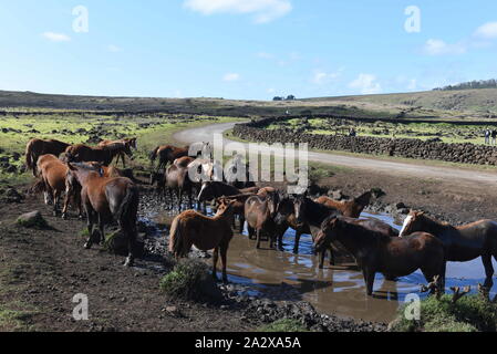 Die Osterinsel, Chile. 21 Sep, 2019. Pferde sind gesehen Kühlung mit Wasser in der Nähe von Rano Raraku Vulkan. Die Bevölkerung der wilde Pferde auf der Osterinsel, auch Rapa Nui, einem chilenischen Insel im südöstlichen Pazifik bekannt ist, liegt rund 6.000 Exemplare. Es sogar Geowissenschaft Ureinwohner. Sie bewegen sich rund um die Insel. Quelle: John milner/SOPA Images/ZUMA Draht/Alamy leben Nachrichten Stockfoto