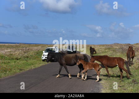 Die Osterinsel, Chile. 20 Sep, 2019. Pferde werden gesehen, Überqueren einer Straße in der Nähe von Rano Raraku Vulkan. Die Bevölkerung der wilde Pferde auf der Osterinsel, auch Rapa Nui, einem chilenischen Insel im südöstlichen Pazifik bekannt ist, liegt rund 6.000 Exemplare. Es sogar Geowissenschaft Ureinwohner. Sie bewegen sich rund um die Insel. Quelle: John milner/SOPA Images/ZUMA Draht/Alamy leben Nachrichten Stockfoto