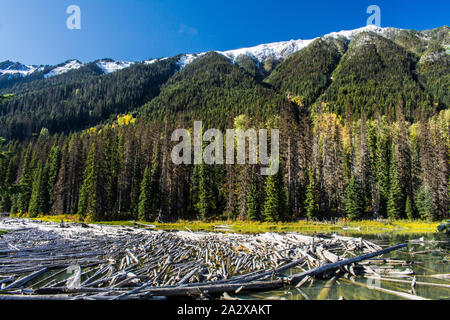 Duffey Lake logs #7216 BC Kanada Stockfoto