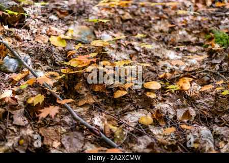 Verschiedene Arten von Pilzen im Wald Stockfoto