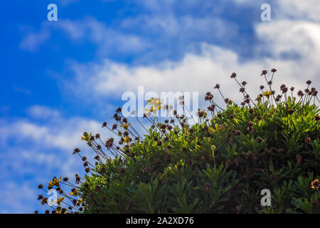 Gelbe Gänseblümchen wachsen auf einem grasbewachsenen Hügel mit einem blauen Himmel und Wolken in San Bruno, Kalifornien Stockfoto