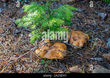 Die weinende bolete oder die granulierte bolete Stockfoto