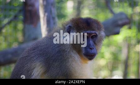 Allen's Swamp Monkey nach Essen suchen Stockfoto