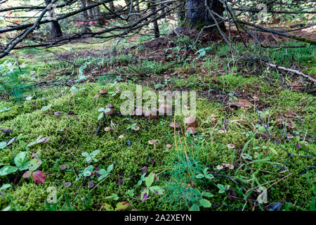 Die weinende bolete oder die granulierte bolete Stockfoto