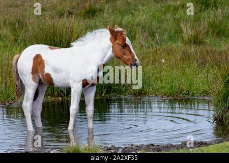 Bodmin Moor Fohlen Stockfoto