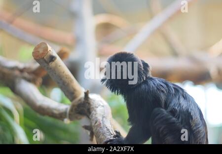 Goeldi Monkey's pearched auf Ast bereit zu springen. Callimico goeldi ist ein winziges Eichhörnchen - wie Monkey Stockfoto