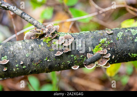 Wald Pilze wachsen auf den Bäumen Stockfoto