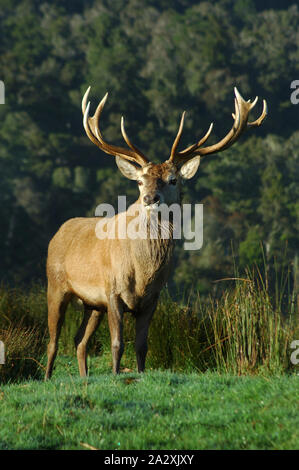 Eine 16 Punkt Red Deer stag 316 SCI, West Coast, South Island, Neuseeland Stockfoto