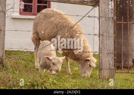 Eine kleine Schafe füttern nach dem stacheldrahtzaun von seiner Mutter Schaf begleitet. Bauernhof Tiere auf kleine ländliche Immobilien in Brasilien. Stockfoto