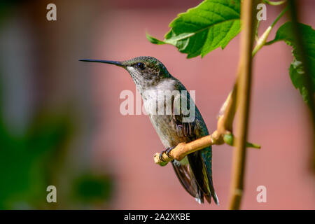 Ruby-throated hummingbird - Archilochus colubris - auf einem Ast sitzend Stockfoto