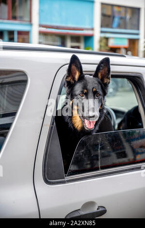 Schwarz ausgebildeter Schäferhund wachen Auto seines Besitzers als treuer Wächter und Freund, Peering aus der ajar Auto Fenster bereit Eigenschaft duri zu schützen. Stockfoto