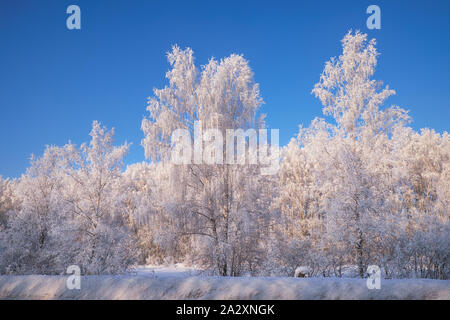 Sibirische ländlichen Winterlandschaft. Gefrorene Birken, die mit Reif und Schnee bedeckt. Stockfoto