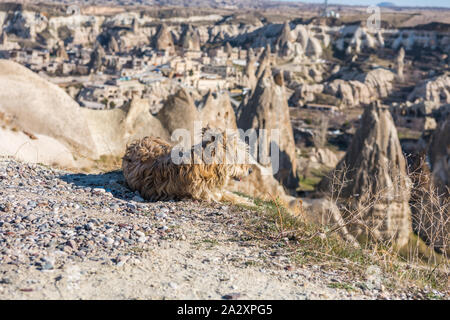 Ein schöner Hund mit Blick auf die Innenstadt und die Aussparungen, der Hügel der Göreme. Cave Hotel in vulkanischen Felsformationen im Nationalpark Göreme, Cappadoci gebaut Stockfoto