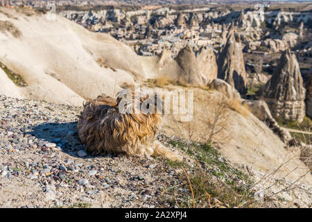 Ein schöner Hund mit Blick auf die Innenstadt und die Aussparungen, der Hügel der Göreme. Cave Hotel in vulkanischen Felsformationen im Nationalpark Göreme, Cappadoci gebaut Stockfoto