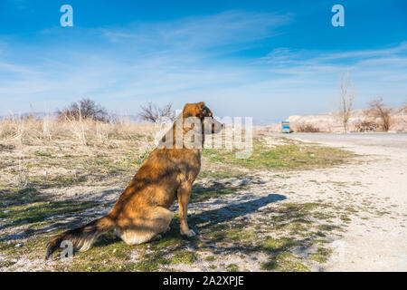 Ein schöner Hund mit Blick auf die Innenstadt und die Aussparungen, der Hügel der Göreme. Cave Hotel in vulkanischen Felsformationen im Nationalpark Göreme, Cappadoci gebaut Stockfoto