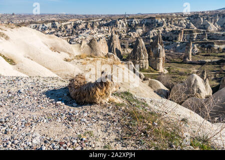 Ein schöner Hund mit Blick auf die Innenstadt und die Aussparungen, der Hügel der Göreme. Cave Hotel in vulkanischen Felsformationen im Nationalpark Göreme, Cappadoci gebaut Stockfoto