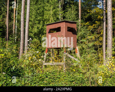 Im Wald verstecken Stockfoto