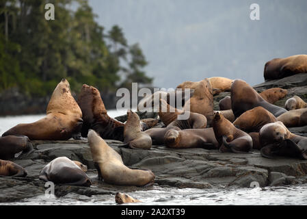 Steller Seelöwen oder nördlichen Seelöwen (Eumetopias jubatus) Entspannen auf Felsen. Port McNeil, British Columbia, Kanada. Stockfoto