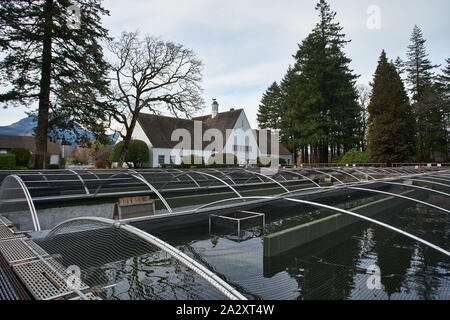 Cascade Locks, ODER - Mar 28, 2019: Die bonneville Fischzuchtanstalt. 1909 gebaut, es ist Oregon Abteilung der Fische und Wildtiere größte Brutplatz. Stockfoto