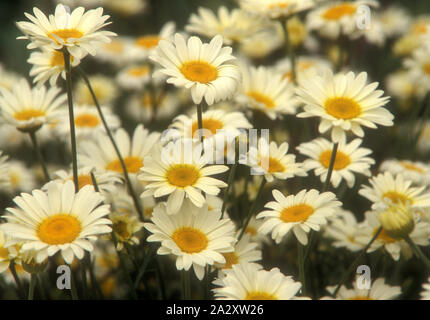 NAHAUFNAHME DER GÄNSEBLÜMCHEN-ÄHNLICHEN BLUMEN VON ANTHEMIS TINCTORIA „SAUCE HOLLANDAISE“, AUCH BEKANNT ALS FÄRBERKAMILLE ODER GOLDENE MARGUERITE. Stockfoto