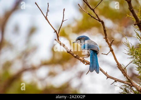 Woodhouse's Scrub Jay (Aphelocoma woodhouseii) in Colorado Stockfoto