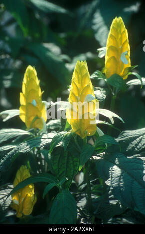 PACHYSTACHYS LUTEA (gemeinsame Namen, Lollipop, gelb oder golden Kerze) Städte und Gemeinden Stockfoto