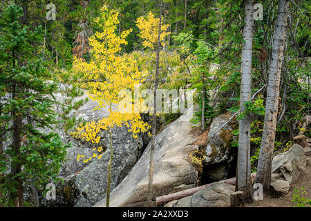 Herbst Farbe auf der Grotten Trail in der Nähe von Aspen, Colorado Stockfoto