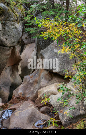 Herbst Farbe auf der Grotten Trail in der Nähe von Aspen, Colorado Stockfoto