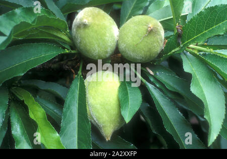 Mandeln Reife am Baum (Prunus dulcis SYN S. BIFLORUS) Stockfoto