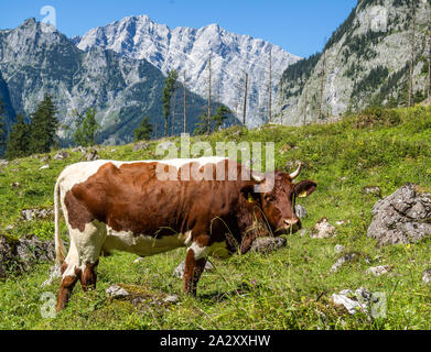 Kuh auf einer Alm Stockfoto