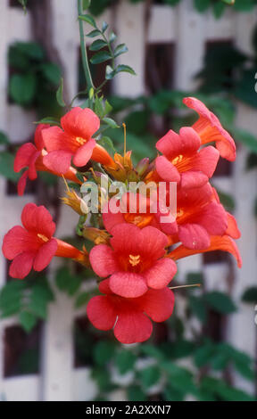NAHAUFNAHME DER BLÜTEN VON CAMPSIS GRANDIFLORA, SYN C. CHINENSIS, ALLGEMEIN BEKANNT ALS DIE CHINESISCHE TROMPETE, TROMPETENKRIECHER ODER TROMPETENREBE. AUSTRALIEN. Stockfoto