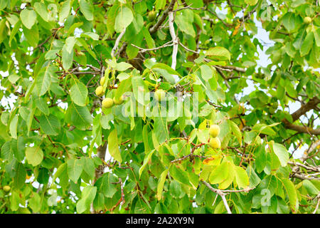 Frische reife junge Nussbaum Früchte auf einem Zweig vor dem Hintergrund einer Gelbfärbung der Blätter eines Baumes. Stockfoto
