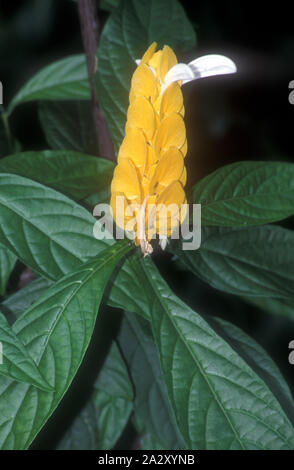 PACHYSTACHYS LUTEA (gemeinsame Namen, Lollipop, gelb oder golden Kerze) Städte und Gemeinden Stockfoto