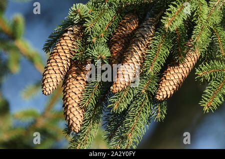 Eine Zweigniederlassung einer Fichte, Baum, Sitka, Picea sitchensis, wachsen im Wald im Vereinigten Königreich. Stockfoto