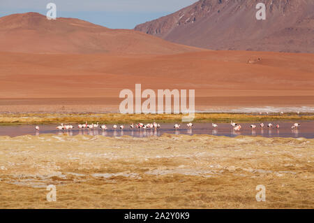 Flamingos in Los Flamencos National Reserve, Atacama-wüste, Chile Stockfoto