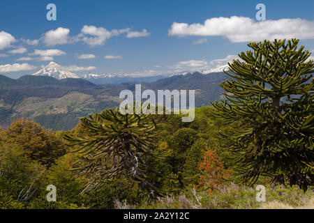 Araucaria araucana Baum (Monkey Puzzle Tree) im Huerquehue Nationalpark, mit Vulkan Lanin im Hintergrund, in der Nähe von Pucon. Stockfoto