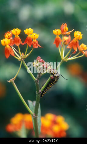 GROSSE GESTREIFTE MONARCHRAUPE (DANAUS PLEXIPPUS) FRISST AN EINER BLÜHENDEN GARTENPFLANZE. Stockfoto