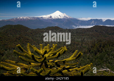 Villarica Vulkan und eine Monkey Puzzle Tree, Araucaria araucana, aus der Sicht von El Cani Heiligtum gesehen, in der Nähe von Pucon. Stockfoto