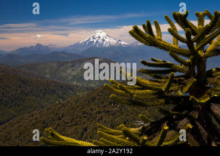 Lanin Vulkan und eine Monkey Puzzle Tree, Araucaria araucana, aus der Sicht von El Cani Heiligtum gesehen, in der Nähe von Pucon. Stockfoto