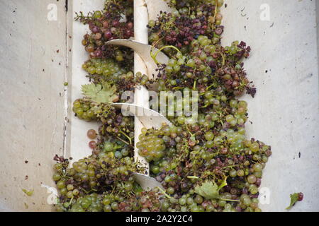 Verschiedene Arten von Trauben mit Trauben crusher Maschine in ländlichen Weinberg in Kroatien zerquetscht Stockfoto