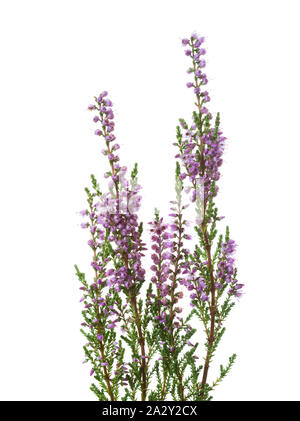 Calluna Zweige mit Blumen auf weißem Hintergrund. Stockfoto